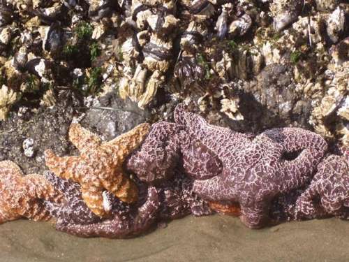 Starfish Sea Stars Echinoderms Barnacles Sand