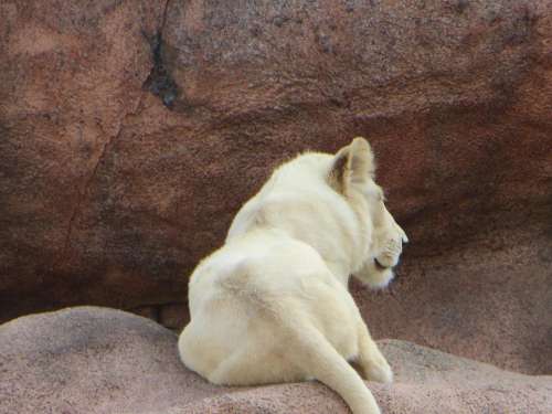 lion white lion lioness animal wildlife