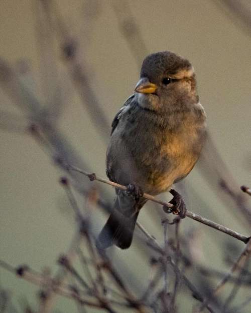 sparrow brown bird