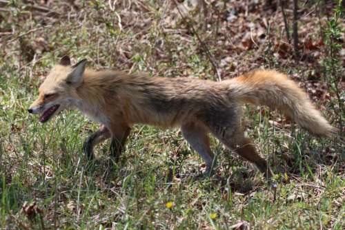 fox wildlife