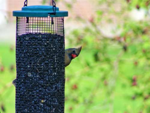 animal bird feeder bird watching cardinal