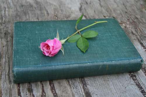 Pink rose old book