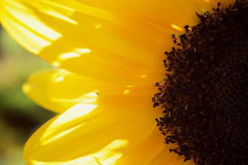 Flower sunflower 