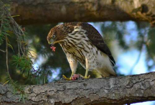 Hawk falcon