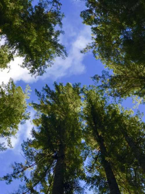 Trees fosest glen woods Sky