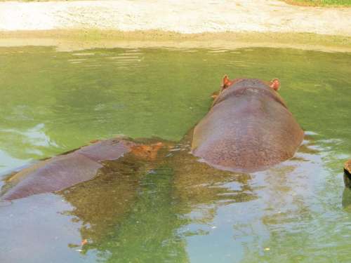 hippopotamus animal large animal zoo 