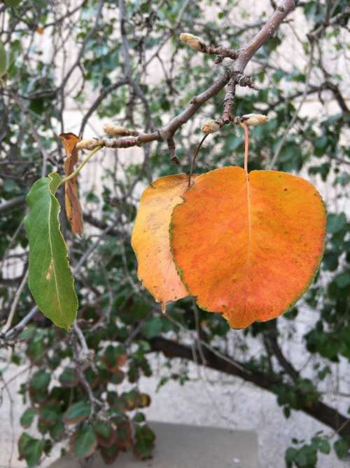 leaves tree yellow orange green