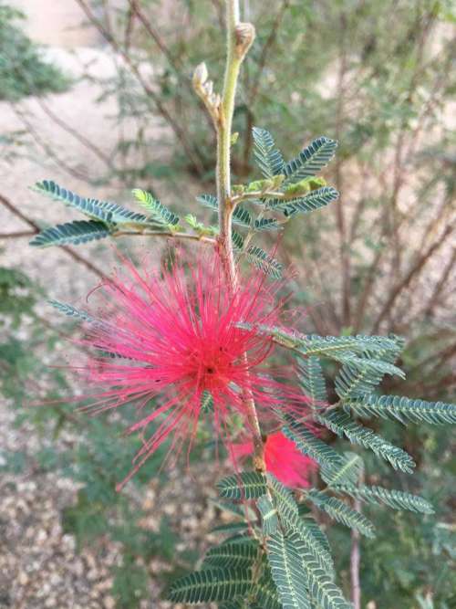 mesquite false mesquite tree desert plant