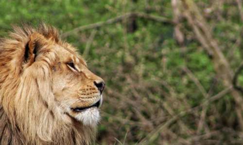 animal mammal predator lion