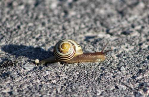 slow snail shell shadow
