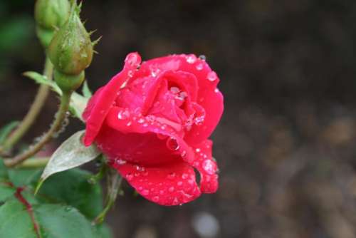 #roses rose red rose garden flowers