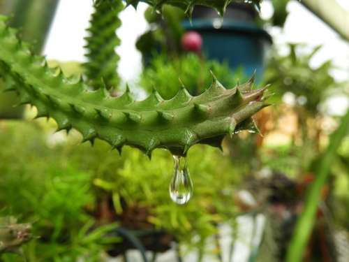 Water water drop droplet cactus cacti