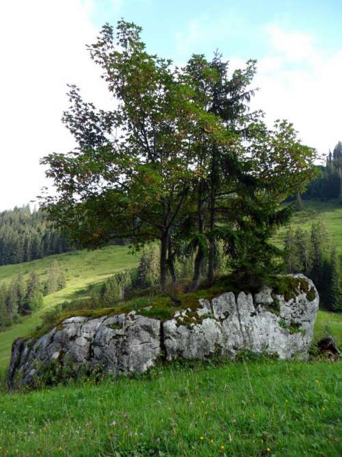 Switzerland tree