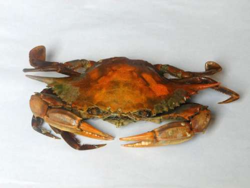 crab animal food shell crustacean