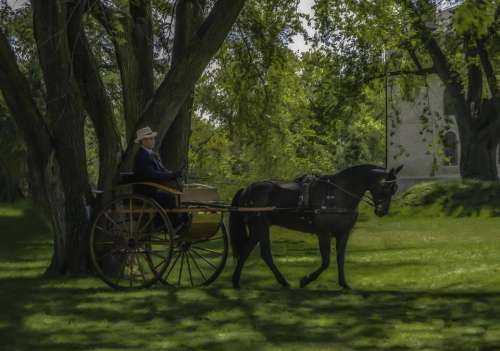 horse carriage buggy country vinatge 