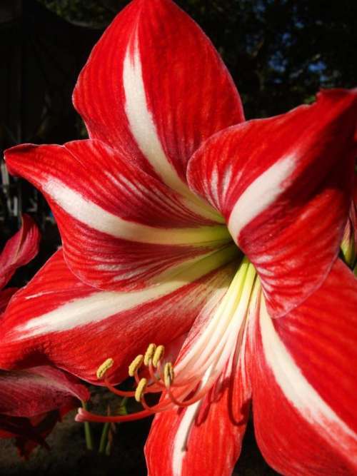flower amaryllis red white lily