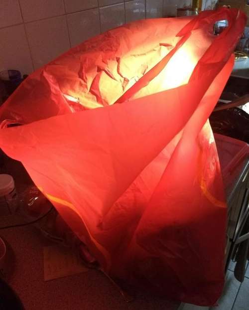 plastic bag red catches the sun sunset light effect
