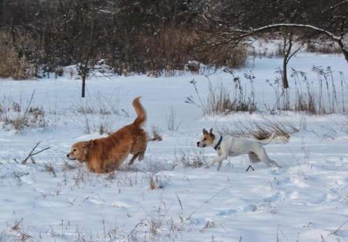 animal dog pets retriever golden retriever