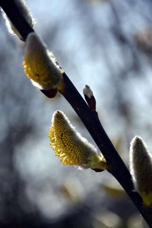 willow catkin willow spring pollen sunshine