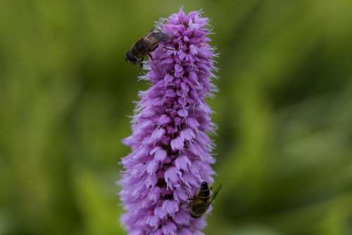 Flower Purple Bees Pollinator Pollinate