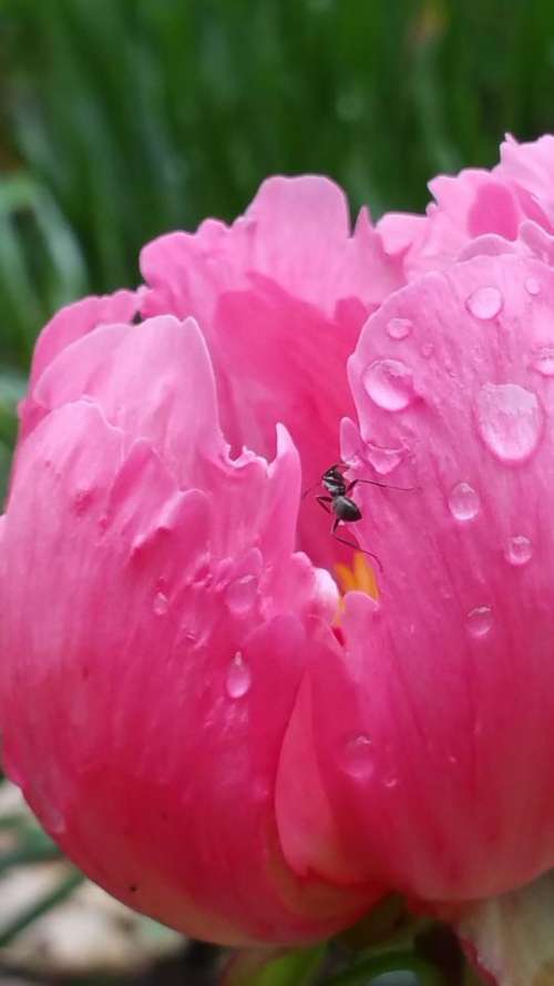 Ant Formicidae Hymenoptera Flower Macro