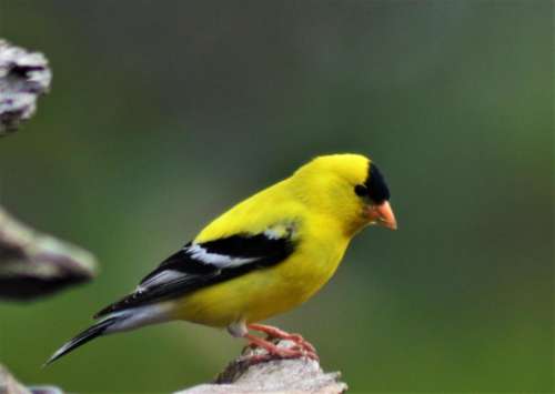 American Goldfinch bird