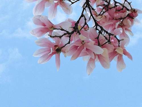 magnolia tree  petals  flowers  sky