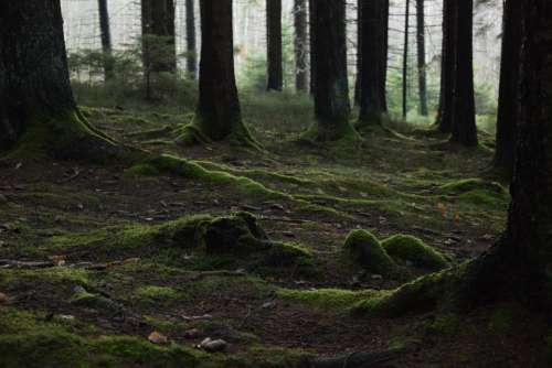 landscape treescape forest wood woodland