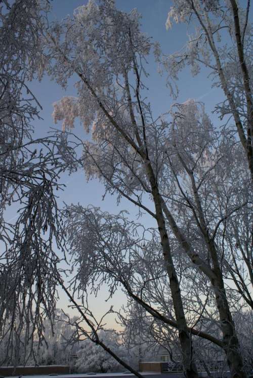 Winter frost trees frozen 