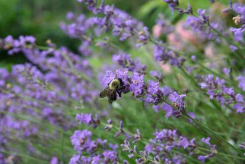bee on lavender bees lavender herbs herbalism