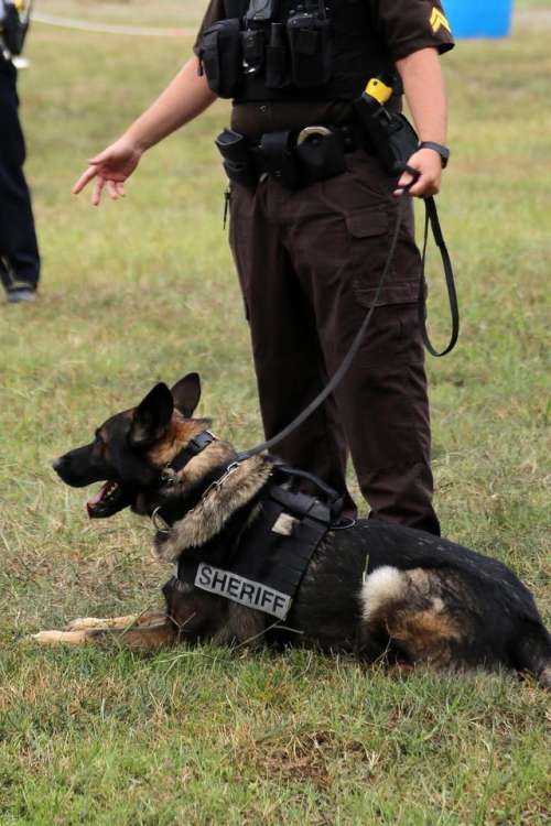 law enforcement sheriff dog canine police