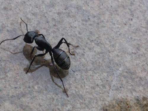 Ant insect nzture pest 