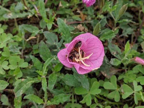 bee primrose forage foraging insect