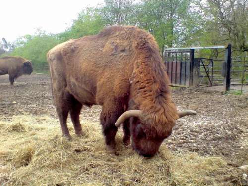 Bison eating brown furry horns