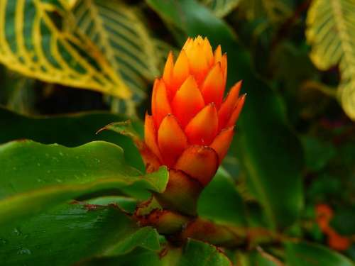 plant flower tropical orange