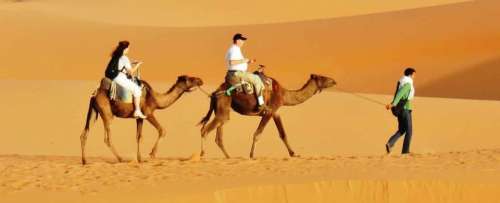 camel camels desert transportation camelback