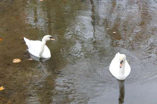 swans swimming birds white bird creek