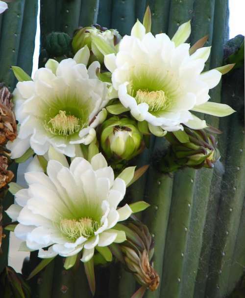 cactus white green flower cactus flower