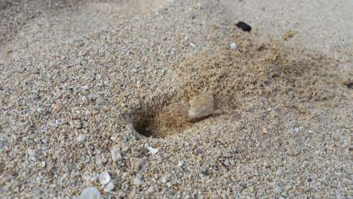 Sand crab Beach Mole crab Hippoidea Crustacea