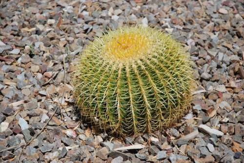 cactus cacti nature