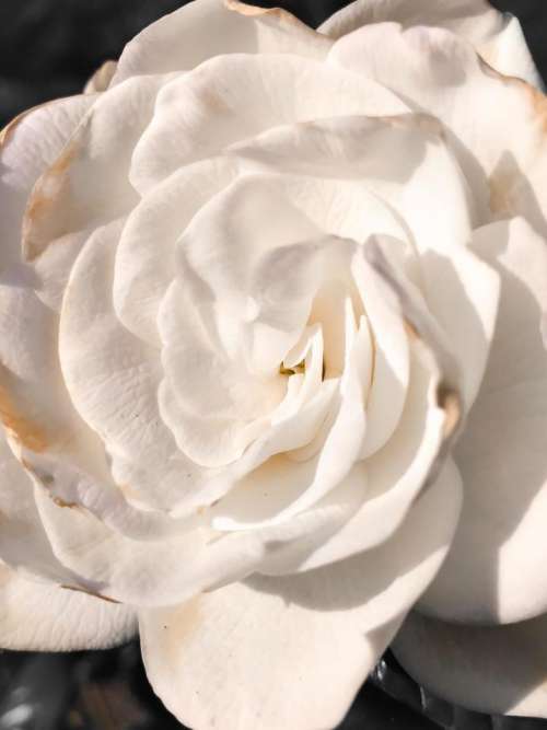 White rose rose Flower floral garden