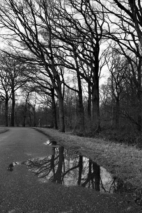 forest reflection water puddle tree