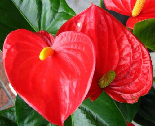 anthurium red green heart tropical