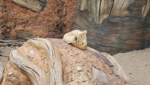 zoo animal fennec fennec fox fox