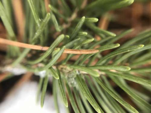 pine pine needles spruce tree evergreen