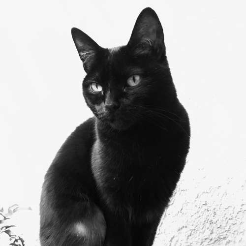 Black and White B/W Photography Portraits Black Cat