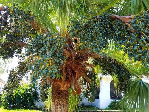 palm tree fronds seeds Florida