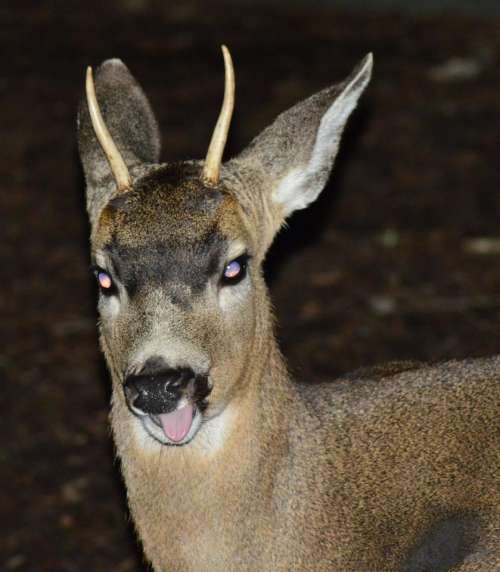 Orphan Andy buck deer antlers antler