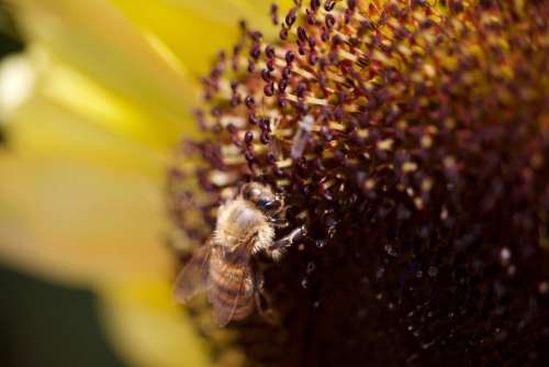 Bee pollen flower sunflower 