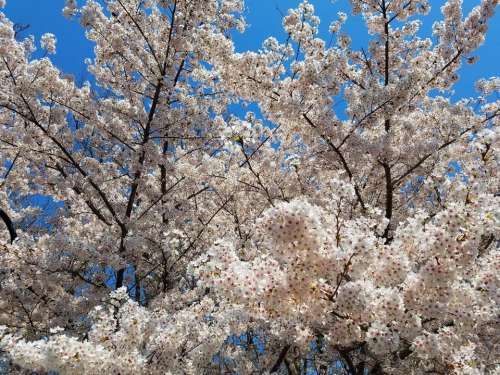 tree blossom spring flowers